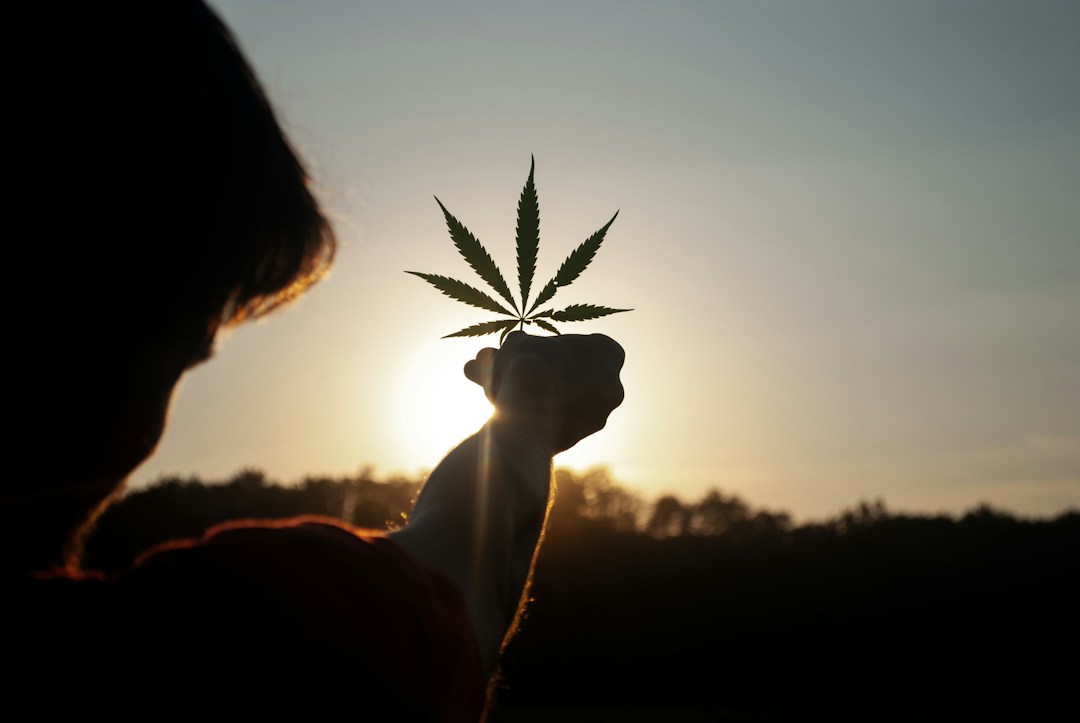 The Many Uses of Hemp 1 img