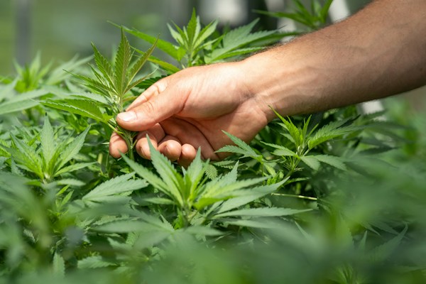 How To Select the Right Cannabis Container for Your Needs 1 img